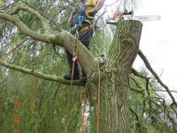 bomen rooien Tilburg in de Reeshof